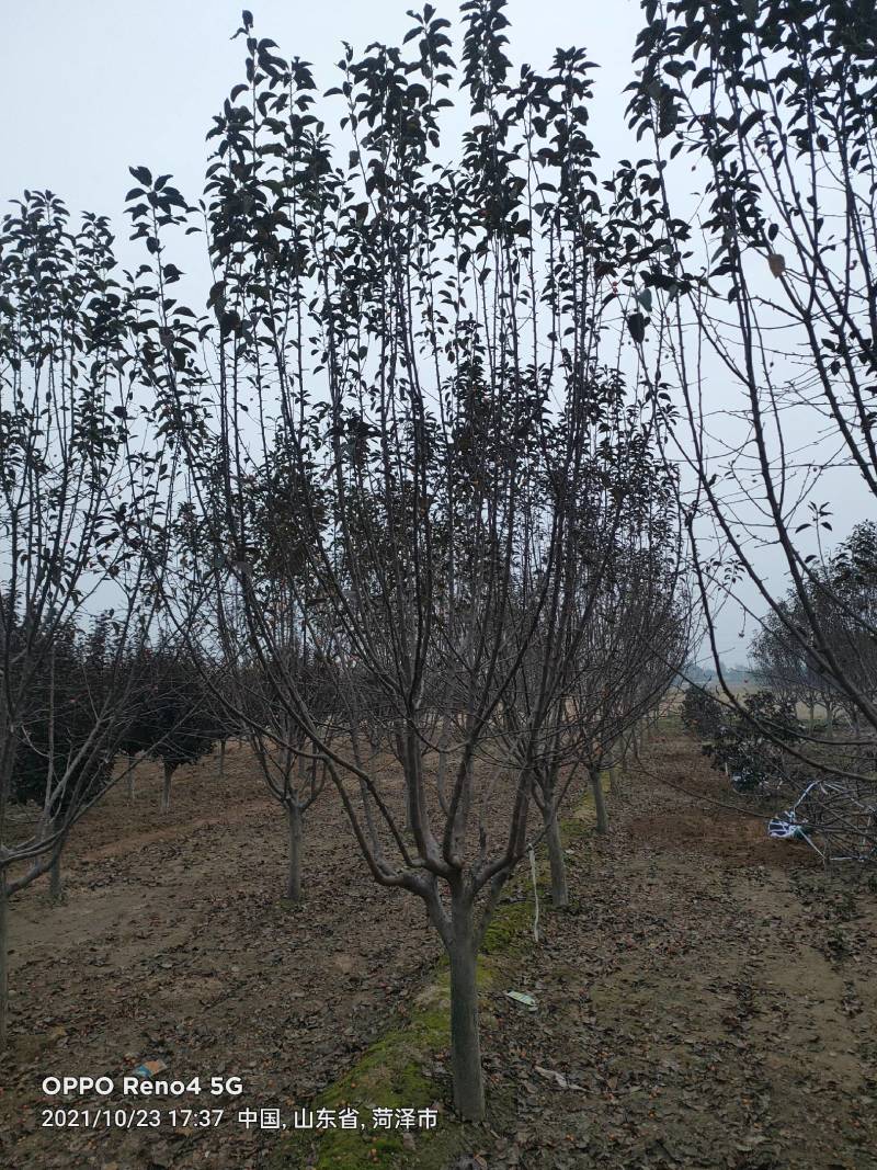绚丽海棠