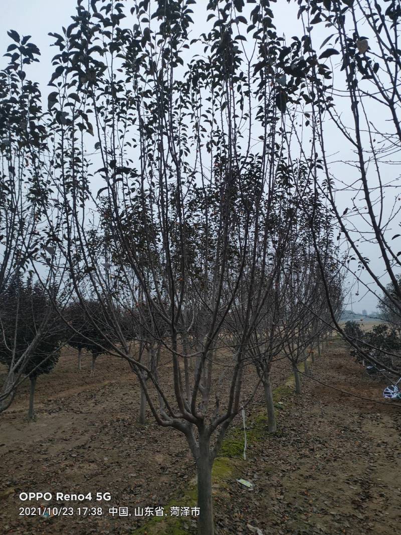 绚丽海棠