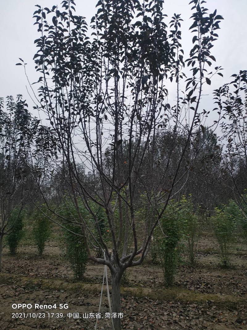 绚丽海棠