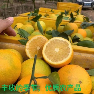 广西脐橙果地现摘现发