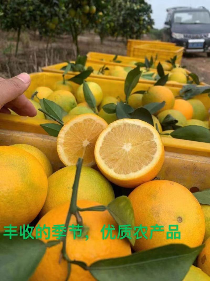 广西脐橙果地现摘现发