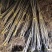 供应车厘子大樱桃苗、苗子粗壮、没有病虫害、
