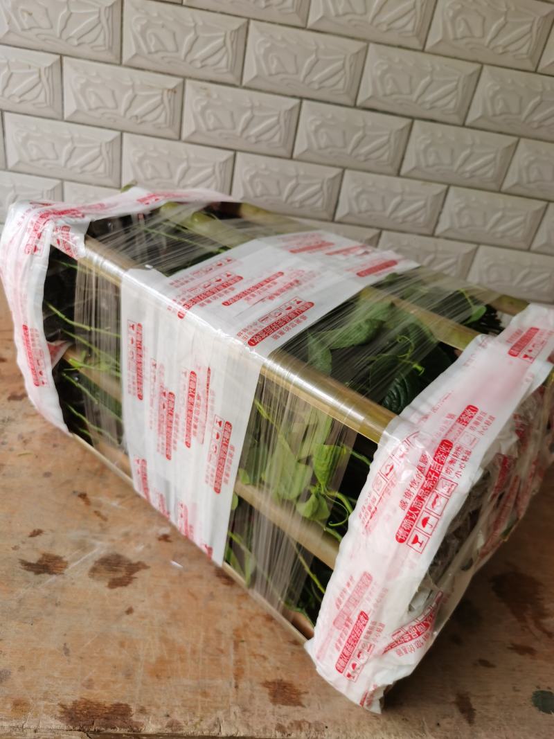 木瓜百香果苗，可盆栽，可种植，提供技术指导