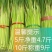 现摘蒜苔5斤装新鲜嫩蒜苔批发长蒜苔农家自种蒜苔现摘现发