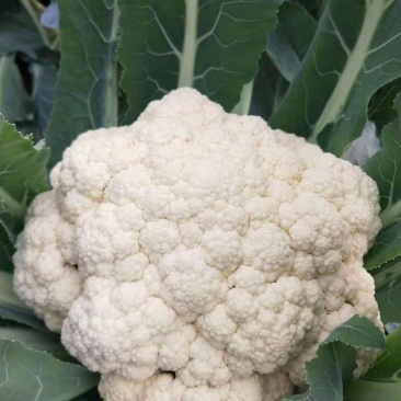 河南开封精品有机花菜，大量上市。货源充足。