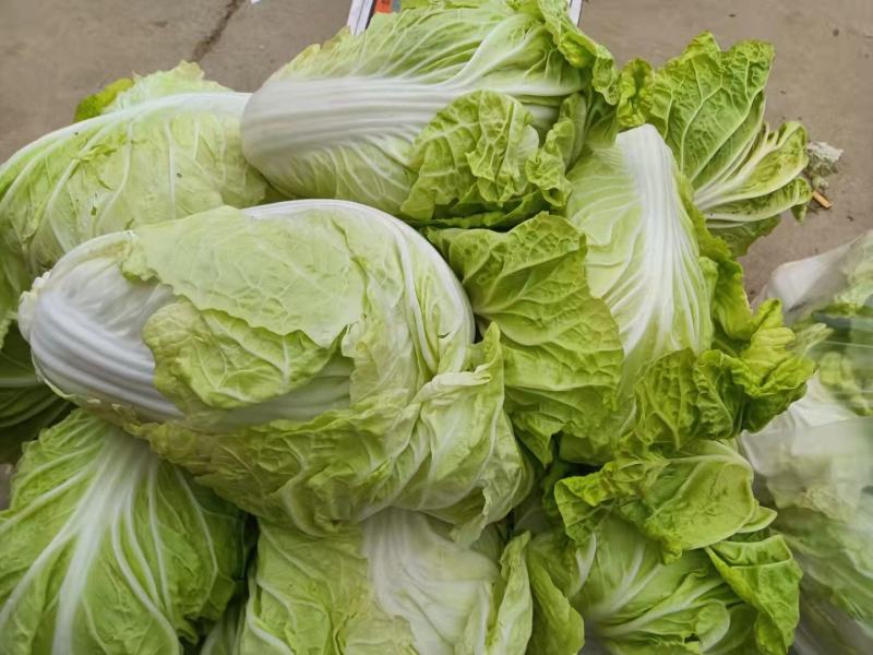 河南开封精品夏阳白菜。大量上市。货源充足。走车快
