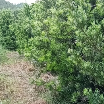 大量桂花树，有八月桂，四季桂，各种规格都有，量大优惠！