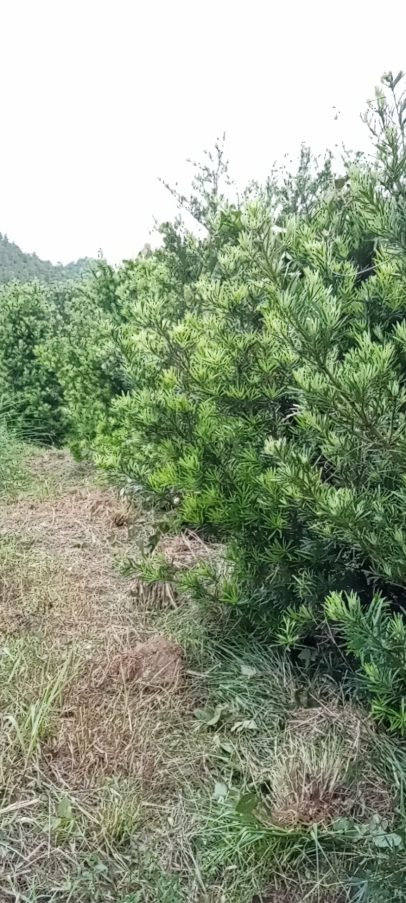 大量桂花树，有八月桂，四季桂，各种规格都有，量大优惠！