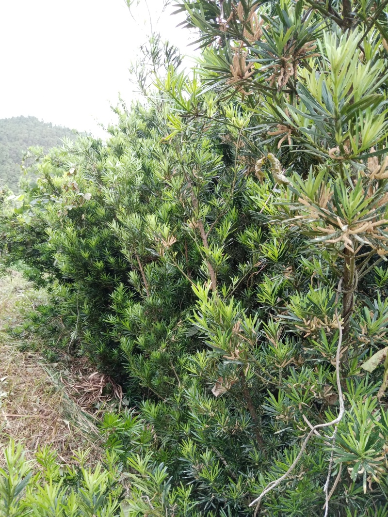 大量桂花树，有八月桂，四季桂，各种规格都有，量大优惠！