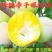 蜂糖李子树苗,新品种早熟晚熟西梅李子,三华李,恐龙杏李