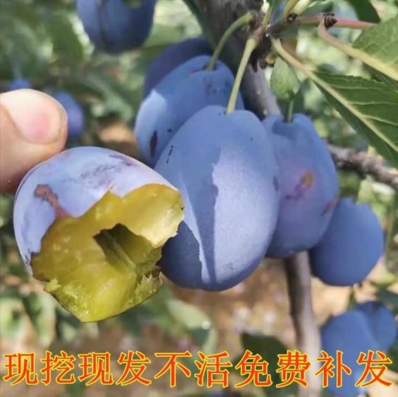 蜂糖李子树苗，新品种早熟晚熟西梅李子，三华李，恐龙杏李