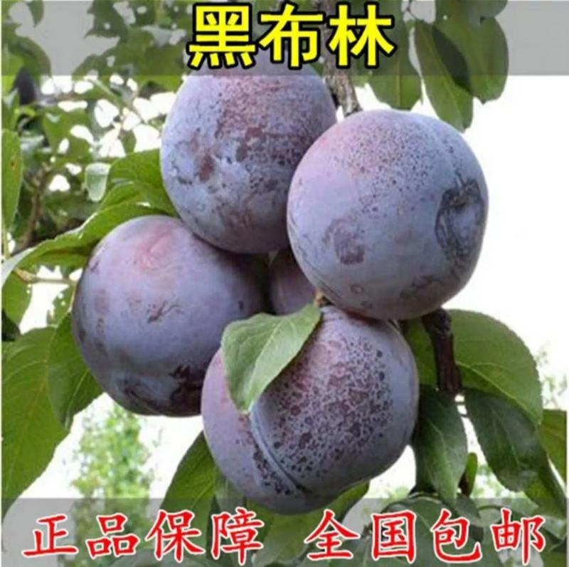 蜂糖李子树苗，新品种早熟晚熟西梅李子，三华李，恐龙杏李