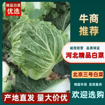 滦南储存大白菜正大量上市中，颗小，菜绿，质量好
