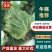 滦南储存大白菜正大量上市中，颗小，菜绿，质量好