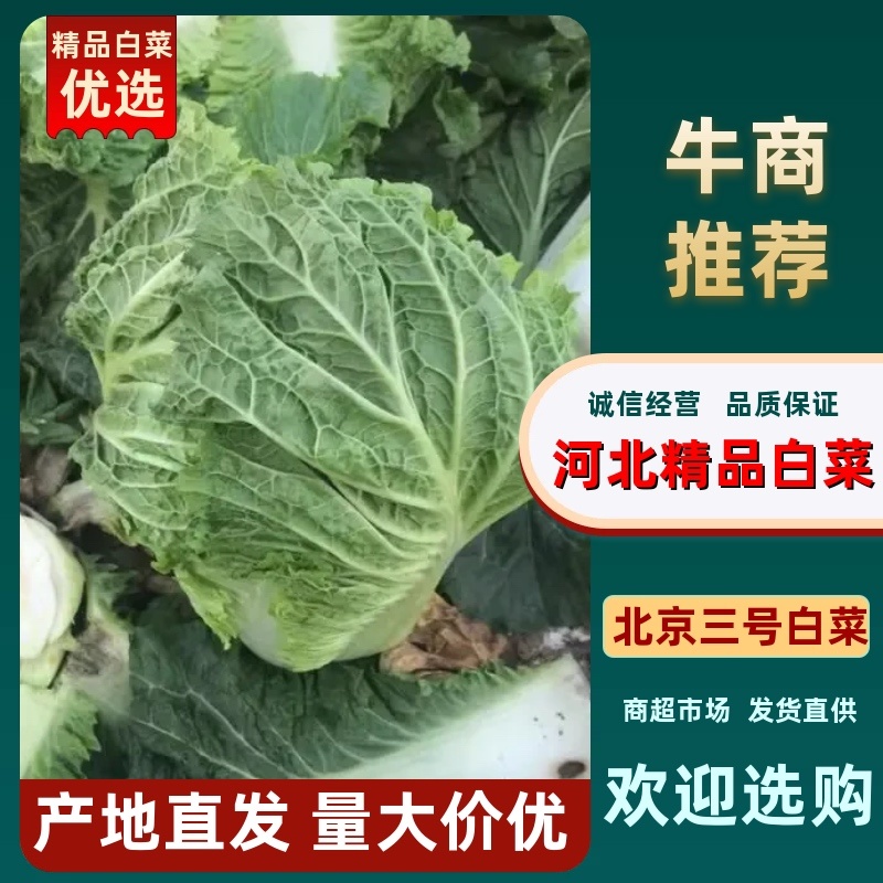 滦南储存大白菜正大量上市中，颗小，菜绿，质量好