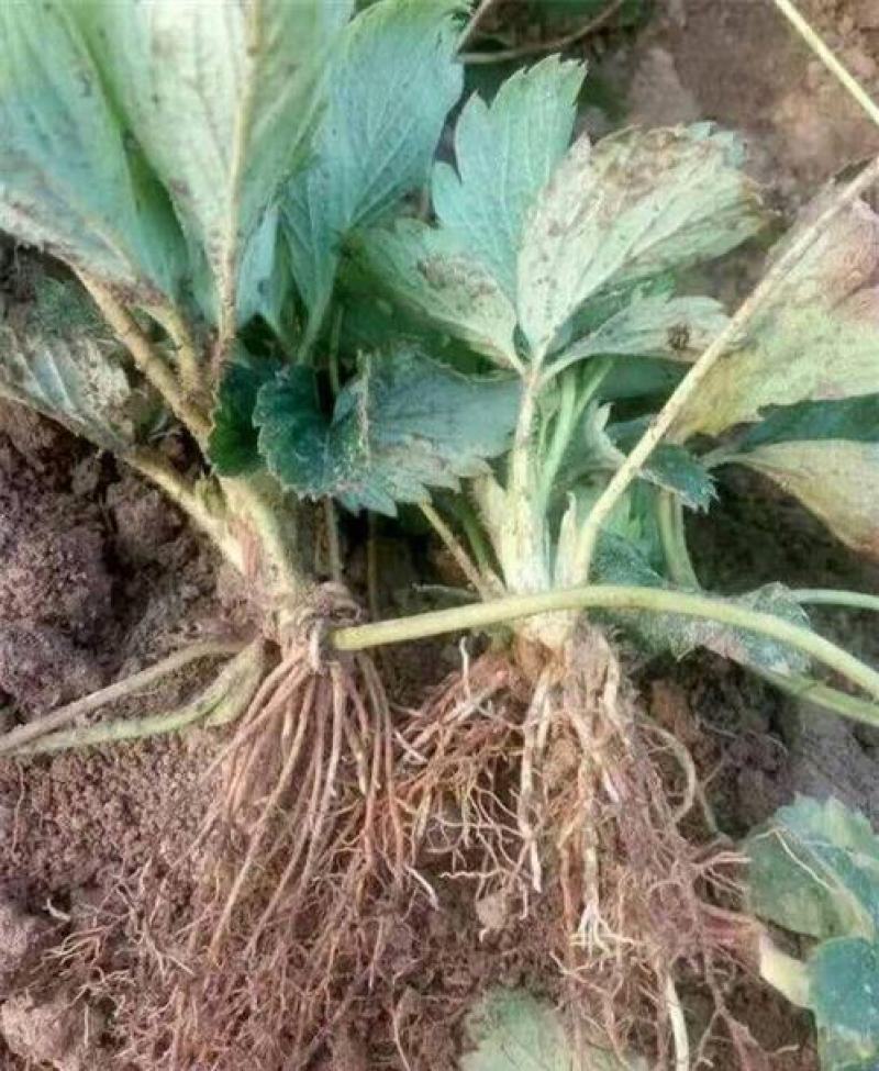 鬼奴甘草莓苗地栽盆栽大面积种植南北方适应抗寒四季牛奶草莓