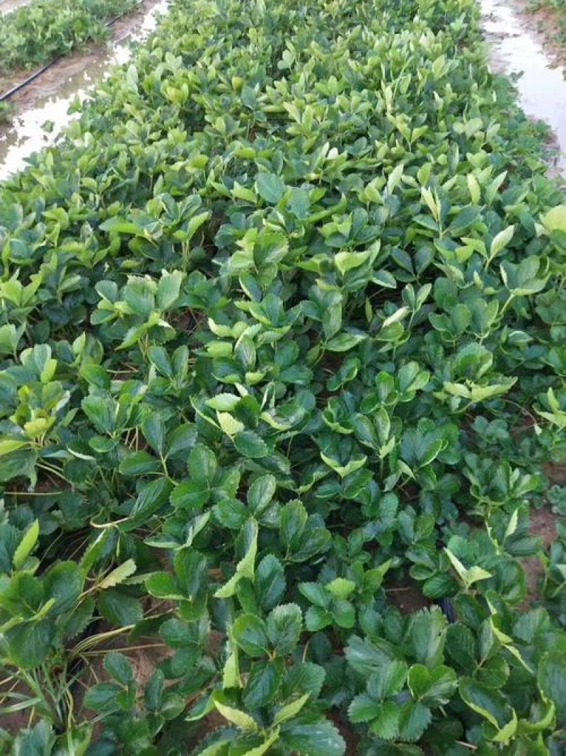 鬼奴甘草莓苗地栽盆栽大面积种植南北方适应抗寒四季牛奶草莓