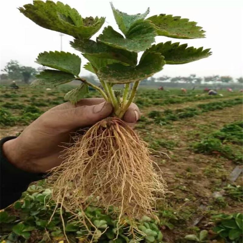 鬼奴甘草莓苗地栽盆栽大面积种植南北方适应抗寒四季牛奶草莓