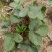 鬼奴甘草莓苗地栽盆栽大面积种植南北方适应抗寒四季牛奶草莓