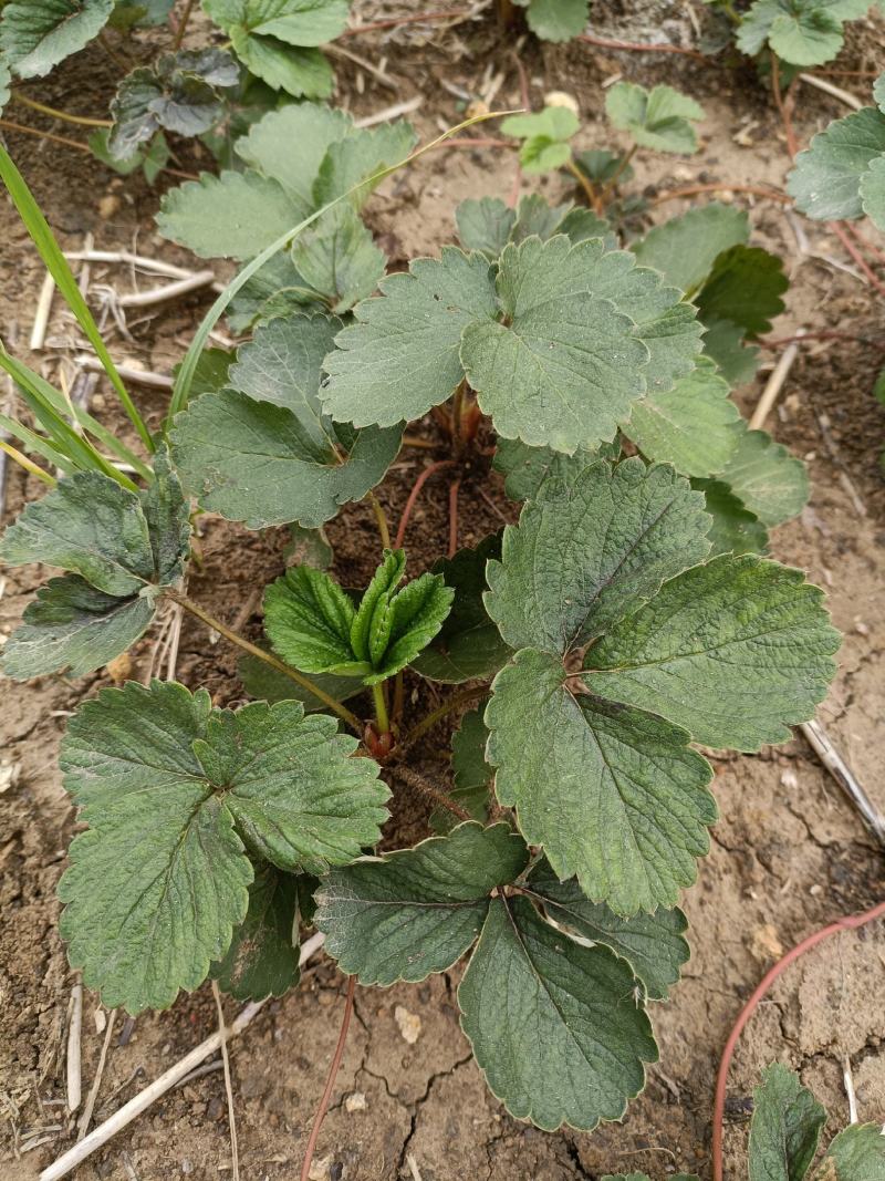 鬼奴甘草莓苗地栽盆栽大面积种植南北方适应抗寒四季牛奶草莓
