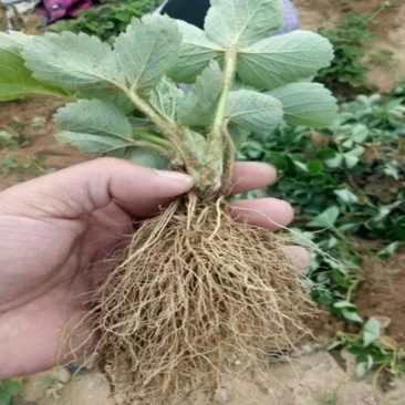 鬼奴甘草莓苗地栽盆栽大面积种植南北方适应抗寒四季牛奶草莓