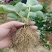 鬼奴甘草莓苗地栽盆栽大面积种植南北方适应抗寒四季牛奶草莓