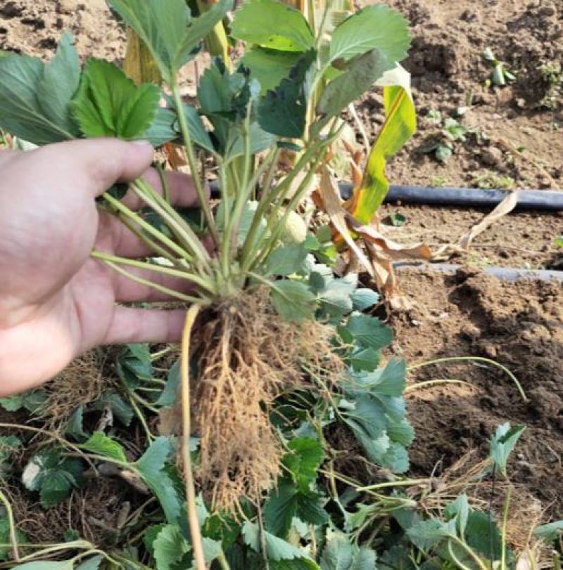 鬼奴甘草莓苗地栽盆栽大面积种植南北方适应抗寒四季牛奶草莓