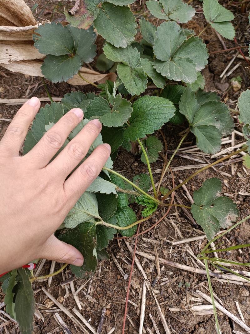 鬼奴甘草莓苗地栽盆栽大面积种植南北方适应抗寒四季牛奶草莓