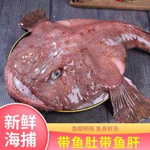 （包邮）新鲜安康鱼海捕鲜活鮟鱇鱼海鲜水产灯笼鱼