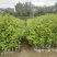 红果冬青、铁冬青白银树，种植基地批发大量供应各种苗