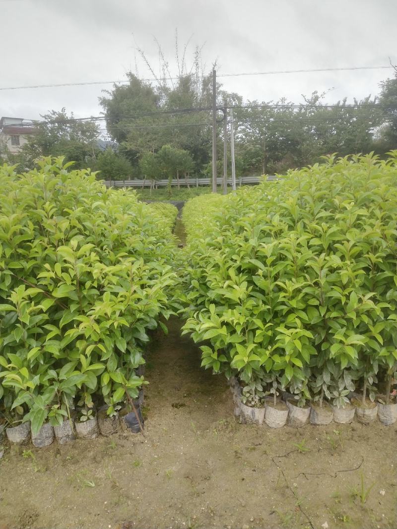 红果冬青、铁冬青白银树，种植基地批发大量供应各种苗