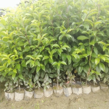 红果冬青、铁冬青白银树，种植基地批发大量供应各种苗