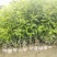 红果冬青、铁冬青白银树，种植基地批发大量供应各种苗