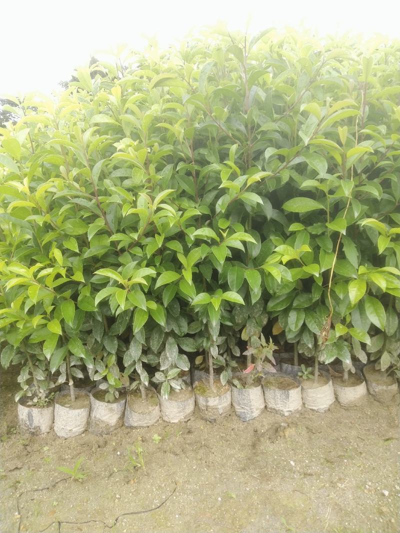 红果冬青、铁冬青白银树，种植基地批发大量供应各种苗