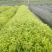 红果冬青、铁冬青白银树，种植基地批发大量供应各种苗