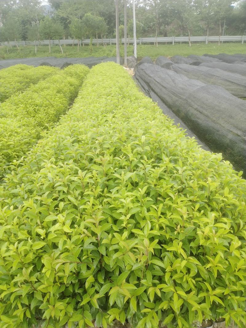 红果冬青、铁冬青白银树，种植基地批发大量供应各种苗