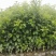 红果冬青、铁冬青白银树，种植基地批发大量供应各种苗