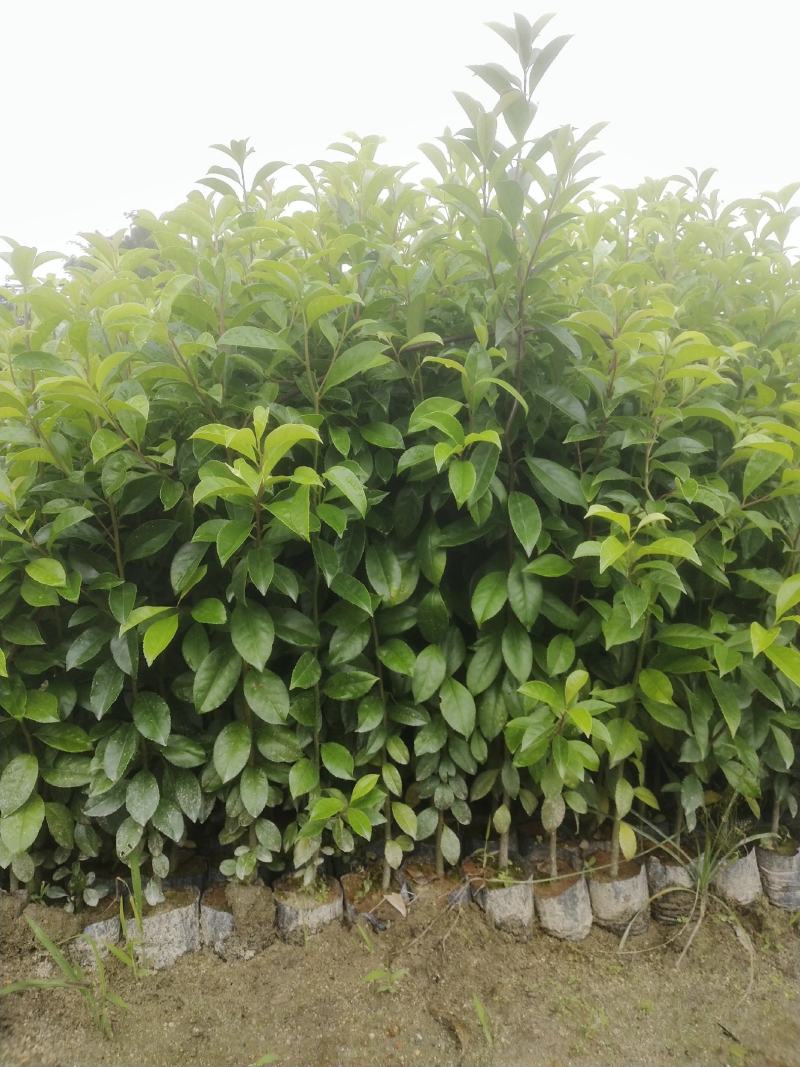 红果冬青、铁冬青白银树，种植基地批发大量供应各种苗