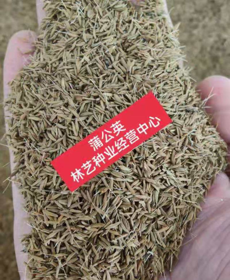 蒲公英种子野生蒲公英种籽婆婆丁浦公英种子蒲公英籽蔬菜种子