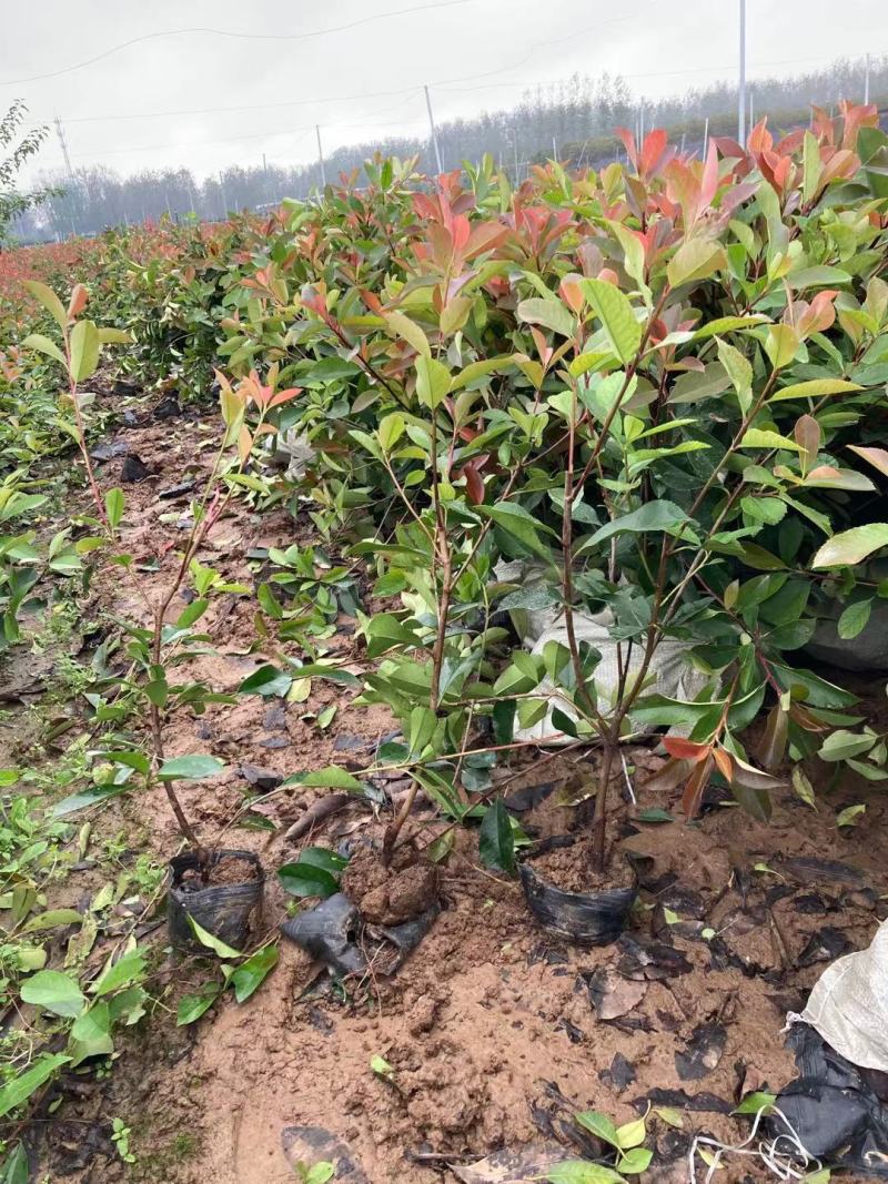 沭阳本基地红叶石楠大杯苗大量供应中，金森女贞等