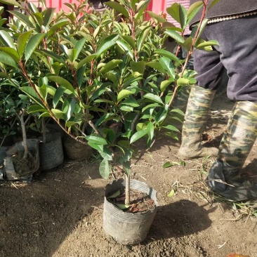 沭阳本基地红叶石楠大杯苗大量供应中，金森女贞等
