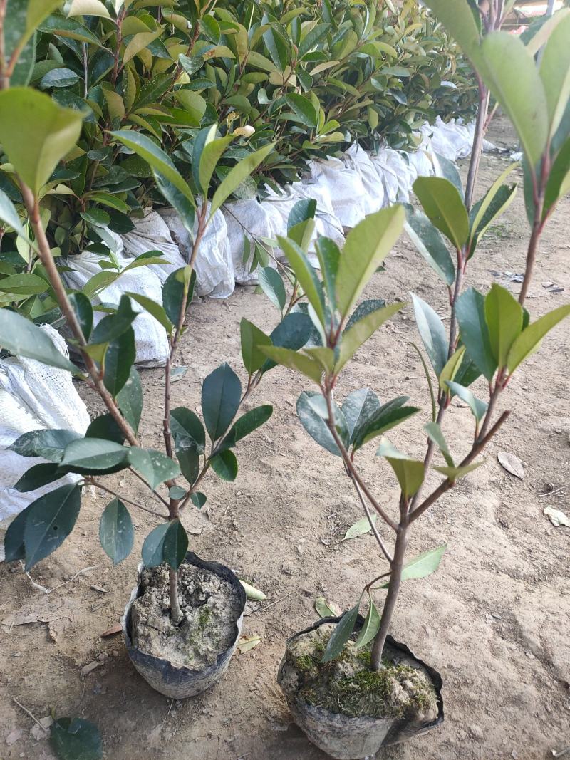 沭阳本基地红叶石楠大杯苗大量供应中，金森女贞等