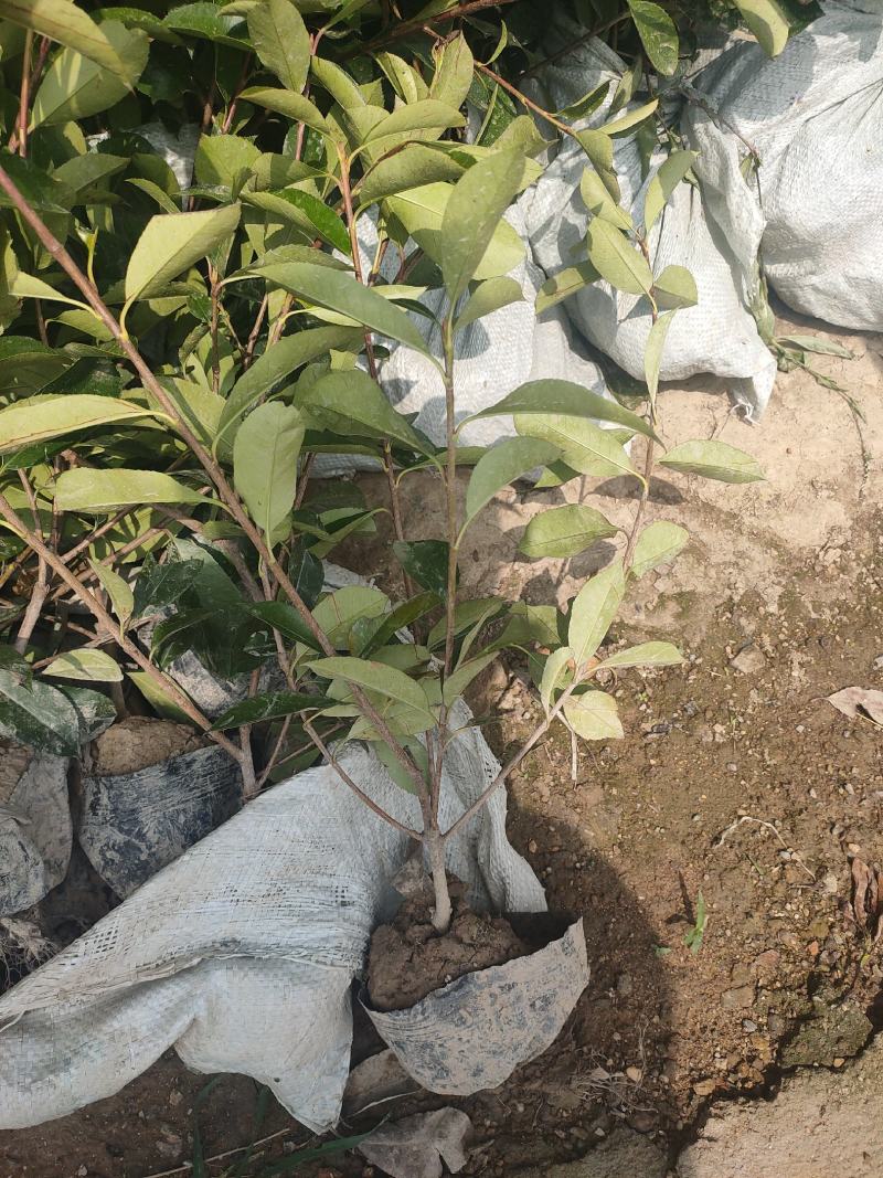 沭阳本基地红叶石楠大杯苗大量供应中，金森女贞等
