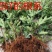 无花果树苗波姬红无花果，布兰瑞克，青皮，紫果金傲芬可签证