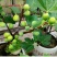 无花果树苗波姬红无花果，布兰瑞克，青皮，紫果金傲芬可签证