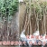 无花果树苗波姬红无花果，布兰瑞克，青皮，紫果金傲芬可签证