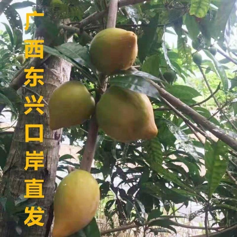 广西蛋黄果云南海南鸡蛋果基地直供应商支持一件代发商超