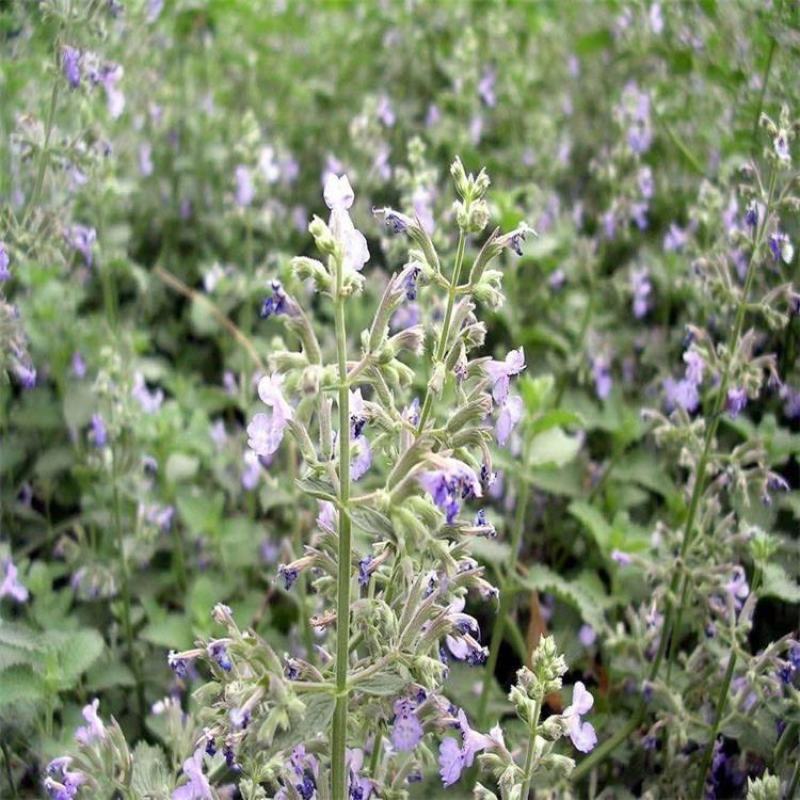大叶荆芥种子四季阳台盆栽罗勒香料种子生调做汤荆芥种籽蔬菜