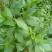 大叶荆芥种子四季阳台盆栽罗勒香料种子生调做汤荆芥种籽蔬菜
