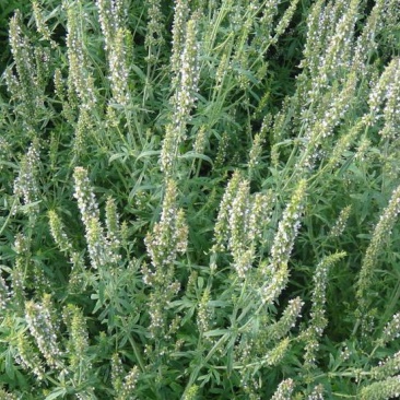 大叶荆芥种子四季阳台盆栽罗勒香料种子生调做汤荆芥种籽蔬菜